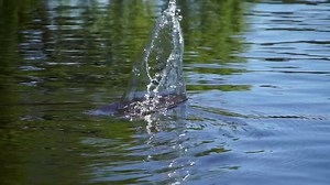 Bass beware! Double Barrel popper flies are now available. Share if you'd fish this popper! | Flymen Fishing Co.