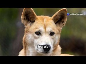 Dingoes: The Wild Dogs of Australia - Fun Facts & More!