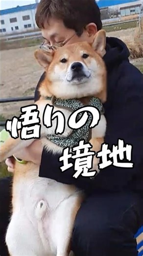 A Shiba Inu reaches a state of enlightenment. #shibainu #life with dogs