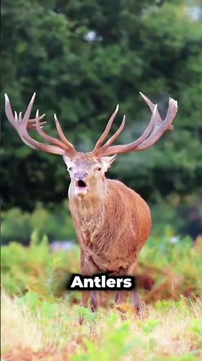 The Mechanism of Deer Antlers