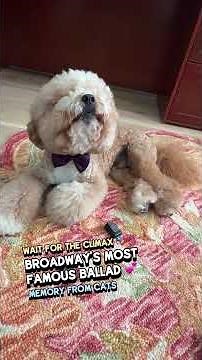 🎵 Memory - Cats (Andrew Lloyd Webber) 🎵