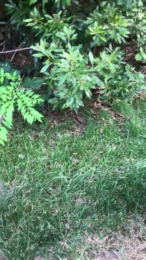 Cooper’s hawk rescue. #americanwildliferefuge #hawkrescue #birdofprey