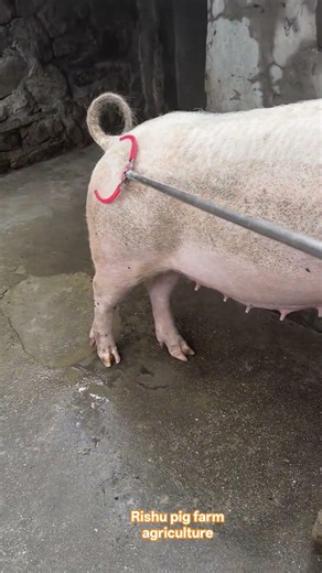 I am very excited for pig farming business #animals #pig #pigbreeding stock