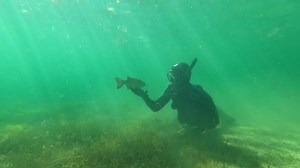 Elvis the Smallmouth: Amazing Fish in its Natural Habitat