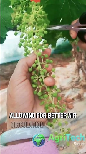 Mastering Grape Cluster Thinning