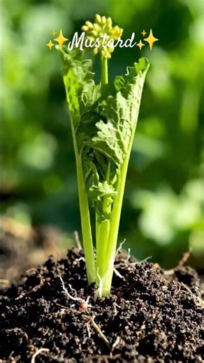 Mustard leaves growth from seed #organic #mustardgreens #diy #new #trending #vegan