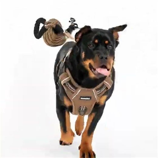 Training just went LEGENDARY! ⚡🐕Quick. Powerful. Command mode.Comment your breed!Duet the #dogcoll