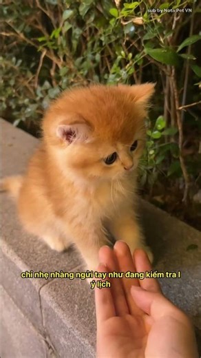 This little orange kitten is so adorable, you'll want to take it home right away.