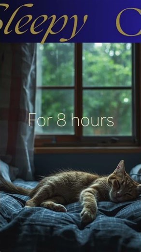 You Need Sleepy Cat Sounds for 8 Hours