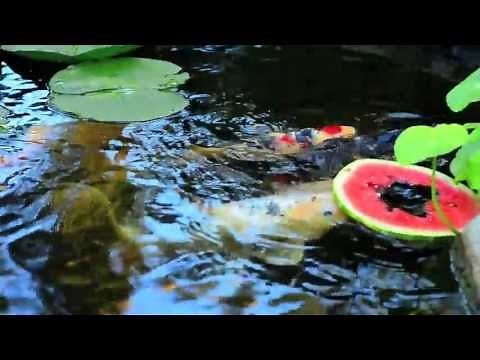 Training Koi Fish