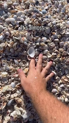 It’s time… ❄️🐚 Wintertime shelling is HERE!! 👏👏 Shell piles, perfect finds, and shorelines 𝘢𝘣𝘴𝘰𝘭𝘶𝘵𝘦𝘭𝘺 covered! 🌊✨ Book your shelling cruise to the outer islands now and let the season deliver! 🎁 📸: First Mate Tom . . #Shelling #IslandLife #SWFL | Adventures in Paradise Cruises & Crew