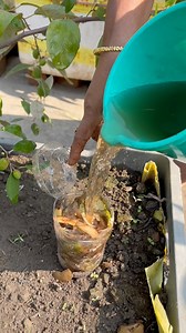 Jujube plant care tips using kitchen waste as compost #jujube #plants #nature #flowers #plantsofinstagram #garden #plant #plantsmakepeoplehappy #gardening #houseplants #plantlover #green #photography #naturephotography #indoorplants #flower #plantlife #love #succulents #urbanjungle #cactus #art #plantstagram #plantas #homedecor #naturelovers #plantsplantsplants #beautiful #photooftheday | Rezia Gardening