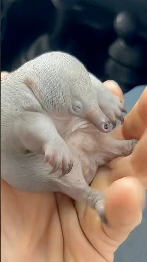 How To Feed An Echidna Puggle #goodtoknow #vet #medicine #funfacts #lifehacks #educational #learn