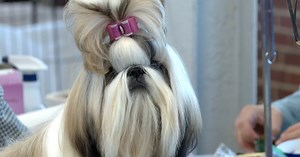 One of America's most prestigious dog shows is at the Indiana State Fairgrounds