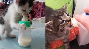 15K views · 444 reactions | kittens bottle feeding cutest moments | Pets Story | Facebook