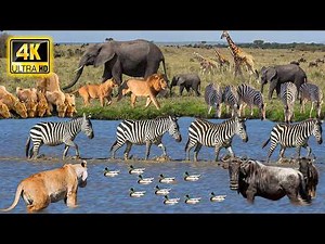 4K African Animals: 4K Wildlife of Nxai Pan National Park With Real Sounds & Relaxing Nature - 4K