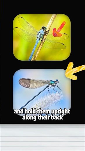 Quick Guide to Identifying Dragonflies 🔍#animals #lovestory #shortfeed #science #dragonflies