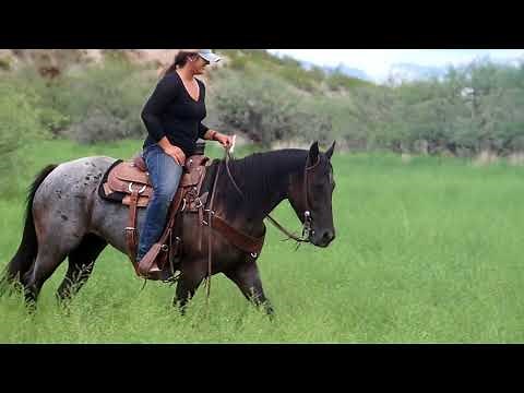 Gorgeous AQHA Blue Roan For Sale!