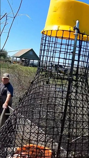 How crawfish traps work. #crawfish