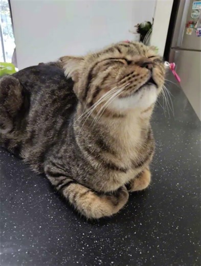 funny kitty edit