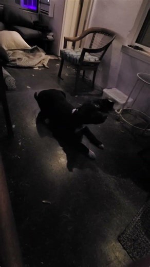 jack rabbit start for Arrow #puppylove