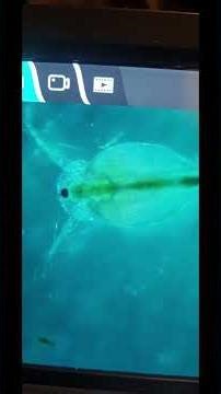 Copepods under the new Microscope