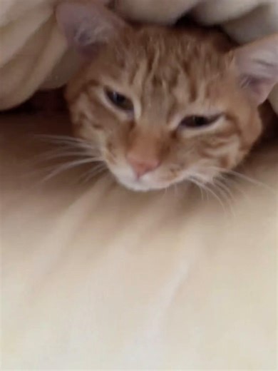 Funny and Cute Cat Videos from TikTok