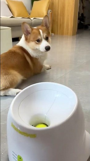 Fetch & feed—keep your dog entertained 🎾 #dhgatefinds #dhgate #coolgadgets