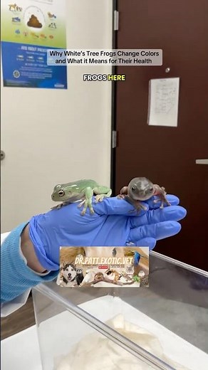 Why White’s Tree Frogs Change Colors and What it Means for Their Health