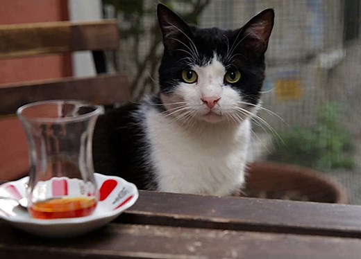 22 of the Best Movies About Cats, from ‘Keanu’ to ‘Aristocats’