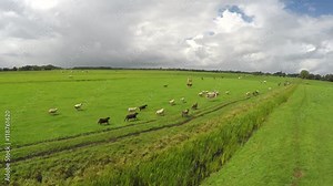 Sheepherding aerial by drone shepherd short footage of UAV moving fast behind sheep herd sheep running towards wanted direction over green farm land green field nice weather overcast clouds 4k