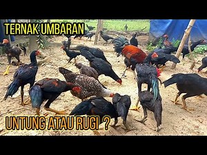 FREE-FREE VILLAGE CHICKEN FARMING
