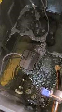 Cloudy Water on Startup? Here’s Why It Happens (RDWC System Cycling Explained) #hydroponics #rdwc