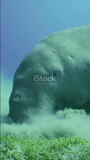 Dugong: The Ocean's Gentle Giant!