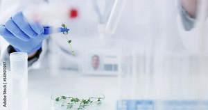 Science, hands and ecology in a laboratory for botany experiement or research for a biology breathrough. Eco, plants and petri dish with a scientist planning in a lab for scientific development