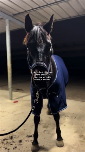 Poney ou Grand Cheval : Les Différences Essentielles