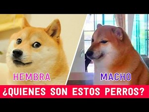 Cheems y Doge | El origen del MEME (Los DOS perros LEGENDARIOS de internet)