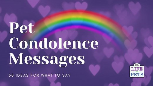 50 Pet Condolence Messages: Ways To Express Your Sympathy • 2026 Ruffle Snuffle