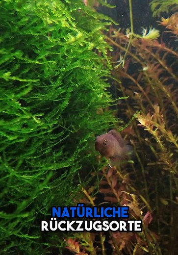 Mehr als nur eine Rückwand - die Mooswand für dein Aquarium🌱💚🐠 #aquarium #fisch #aquaristik #aquascape #garnelen