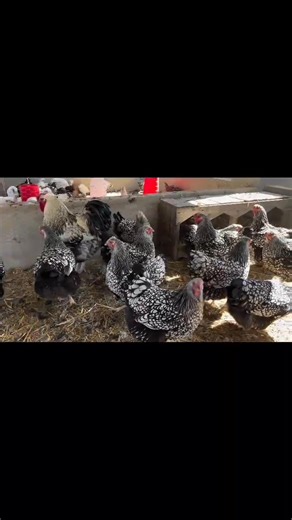 CHICKEN BREEDING SERIES 🪐Breeding Methods in Chicken Breeding 🐓🔬🎉 Hey everyone! 👋 ⚜️In our last post, we explored the basics of chicken genetics 🐓. Today, we're going to discuss the different breeding methods used in chicken breeding 📚. 🔱Breeding Methods 🐓 -There are several breeding methods used in chicken breeding, each with its own advantages and disadvantages 🤔. Here are three common breeding methods: 1️⃣ Linebreeding: 🔑Breeding chickens that are related to each other to concentra