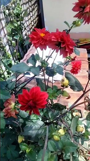 Tanaman Hias Bunga Dahlia