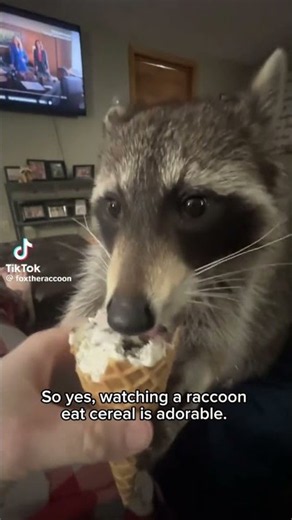 Raccoons Have Better Taste Than Most Humans 🦝🍇