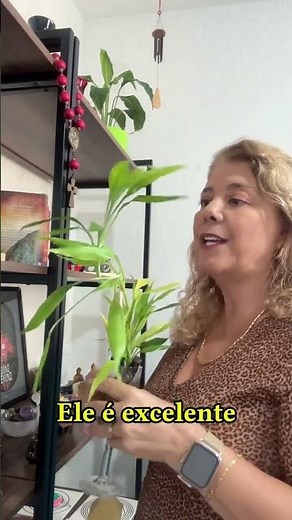 Melhores lugares para ter Bambu da Sorte no lar e ter prosperidade