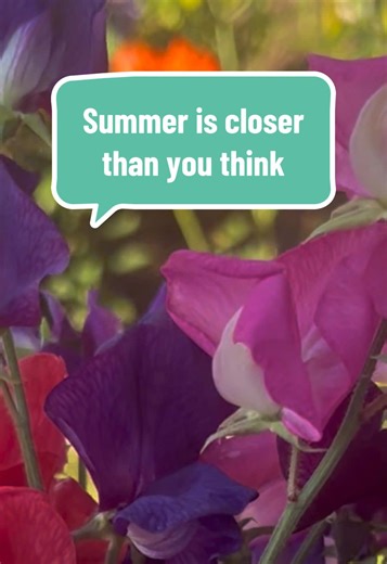 One thing I love about the garden is how little things remind you that summer is on its way. But also knowing that all the perennials are working hard underground to get ready for the season is such a confort and a reminder that the garden never sleeps, it jusy rests for a while.