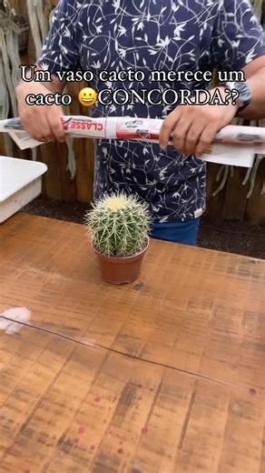 Caring for Your Cactus Plant: A Step-by-Step Guide