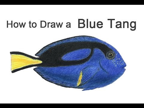 How to Draw a Regal Blue Tang Fish