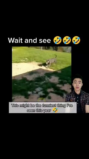 Hilarious Dog Fails Compilation - Funny TikTok Moments