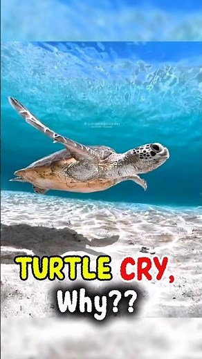 Why Do Sea Turtles Cry? 🐢💧 | Amazing Ocean Secret” #SeaTurtle #OceanFacts #Wildlife#DidYouKnow