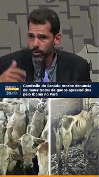 Senate committee receives complaint of mistreatment of cattle seized by Ibama in Pará.