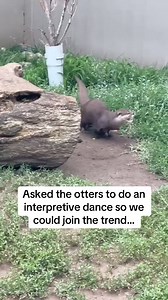 Interpretive Dance Trend...but with an Otter... 🦦💩 #otters #ottersofinstagram #otterloveOK#otter | Tanganyika Wildlife Park